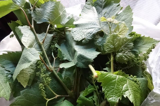 leaf